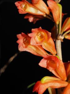 Dendrobium faciferum