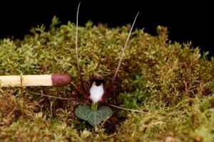 Corybas geminigibbus
