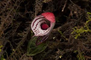 Corybas himalaicus