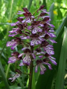 Orchis purpurea