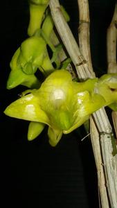 Dendrobium terengganuensis