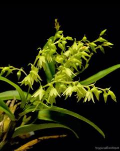 Dendrobium perpaulum