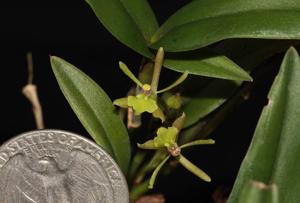 Epidendrum conopseum