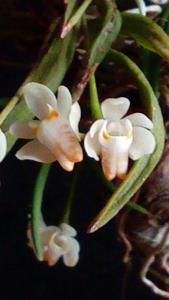 Thrixspermum formosanum