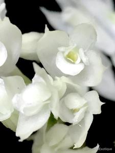 Dendrobium constrictum