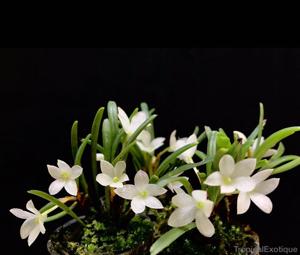 Ceratostylis pristina