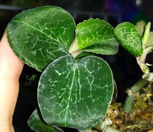 Anoectochilus formosanus