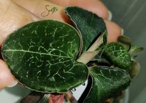 Anoectochilus formosanus