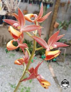 Mormodes warszewiczii