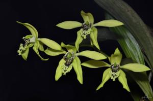 Coelogyne pandurata