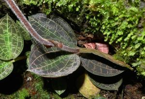 Macodes petola