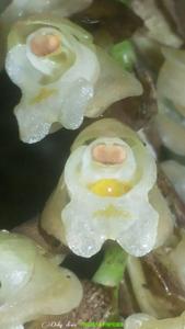 Coelogyne imbricata