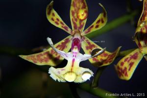 Epidendrum stamfordianum
