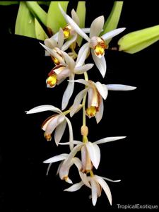 Coelogyne swaniana