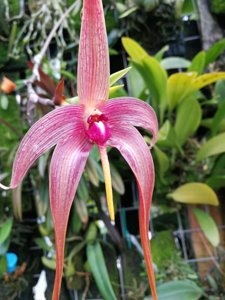 Bulbophyllum echinolabium