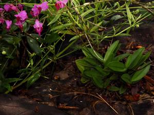 Phalaenopsis pulcherrima