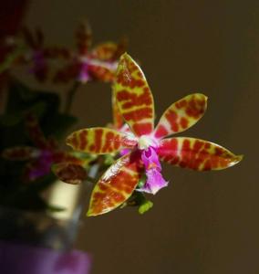 Phalaenopsis bastianii