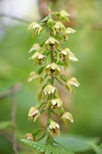 Epipactis helleborine