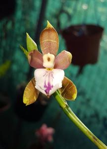 Aspasia epidendroides