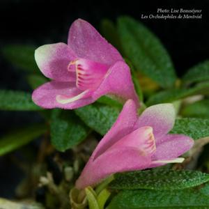 Dendrobium cuthbertsonii