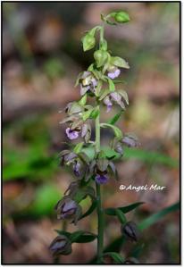 Epipactis helleborine
