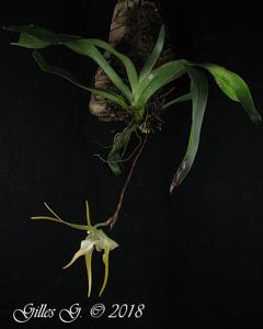 Aeranthes grandiflora