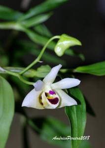 Dendrobium scoriarum