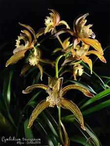Cymbidium tracyanum