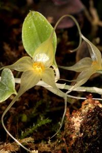 Brachionidium valerioi