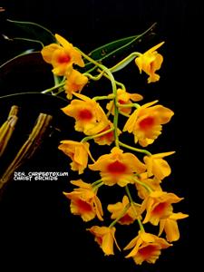Dendrobium chrysotoxum