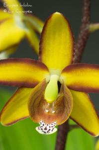 Eriopsis biloba