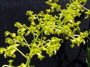 Dendrobium discolor var. broomfieldii