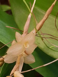 Coelogyne hampelii