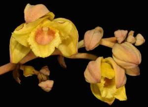 Cyrtosia falconeri