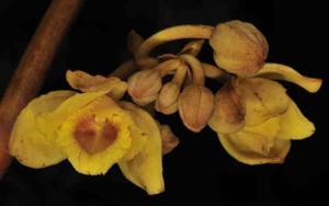 Cyrtosia falconeri