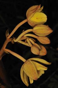 Cyrtosia falconeri