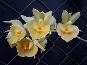 Catasetum expansum