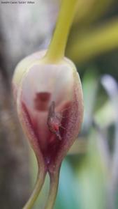 Masdevallia infracta