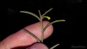 Jacquiniella globosa