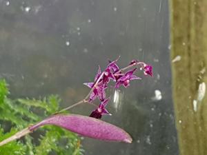 Lepanthopsis astrophora