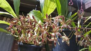 Cymbidium canaliculatum