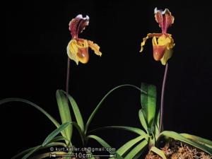 Paphiopedilum barbigerum var. sulivongii