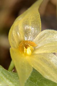 Brachionidium valerioi