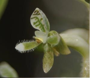 Cranichis antioquiensis