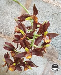 Catasetum rodigasianum
