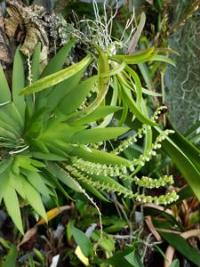 Ornithocephalus manabina