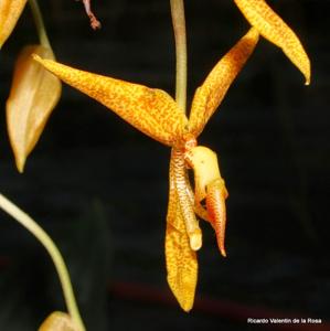 Gongora gratulabunda