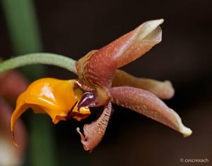 Gongora horichiana