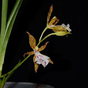 Oncidium tenuoides
