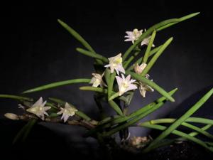 Dendrobium plebeium